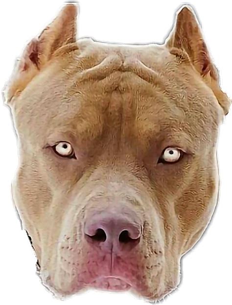 300 Pitbull Png Images