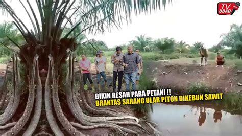 KESAL Ladang Sawit Jadi Sarang Ular Piton Terbesar Di Dunia Petani