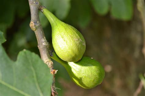 Download free photo of Wild fig,common fig,ficus carica,young fruit ...