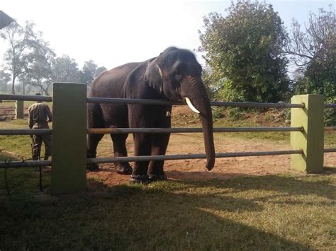 Theppakadu Elephant Camp Masinagudi 2024 Images Timings Holidify