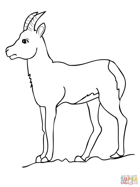 Pronghorn Drawing At Explore Collection Of