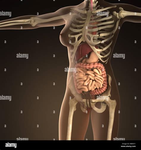 Anatomie Des Menschlichen Organen Mit Knochen In Durchsichtigen K Rper