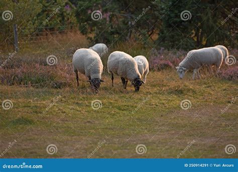 Sheep Grazing In A Heather Meadow During Sunset In Rebild National Park