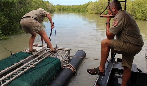 Australia trying to educate citizens on crocodile safety -- to save the ...