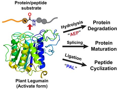 Consensus Design And Engineering Of An Efficient And High Yield Peptide