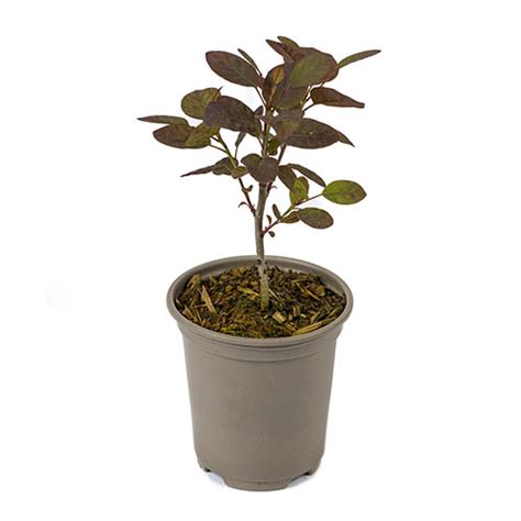 Cotinus Magical Torch Cm Pot Yougarden