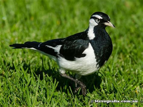 Australian Magpie Lark Mudlark Pee Wee Grallina Cyanoleuca