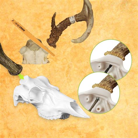 European Mount Kit European Deer Mount Kit Skull Master European