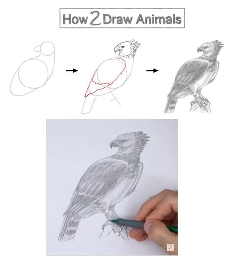 how to draw harpy eagle