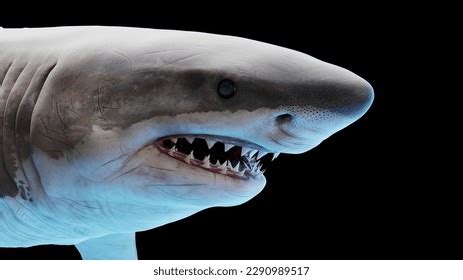 146 Great White Shark Skin Images, Stock Photos, 3D objects, & Vectors ...