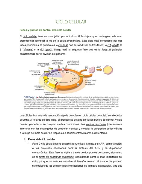 Ciclo Celular Warning TT Undefined Function 32 Fases Y Puntos De