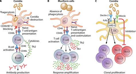 CBM immunology. Epidermal Langerhans cells (LCs) are at the front line ...