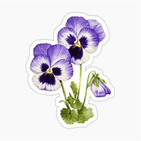 Pansy Pansies Vintage Sticker For Sale By Nyanko Sempai Scrapbook