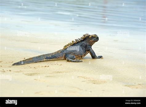 Marine Iguana Amblyrhynchus Cristatus Subspecies From Isabela Island