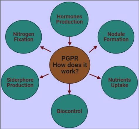 Diverse Functions Of Plant Growth Promoting Bacteria Endophytes