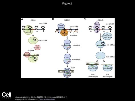 Crispr Cas Systems Prokaryotes Upgrade To Adaptive Immunity Ppt Download