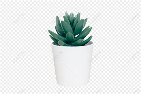 Succulent Plants Fleshy Plant Clear Png Transparent Background And