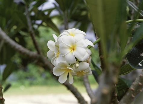 How To Grow Frangipani From Cuttings