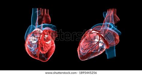 anatomy human heart front side view stock illustration