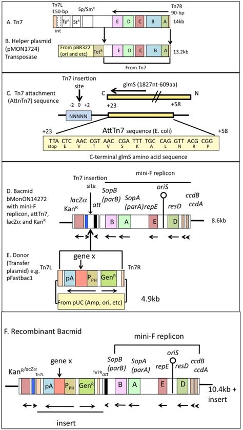 Figure The Flashbac Baculovirus Expression System