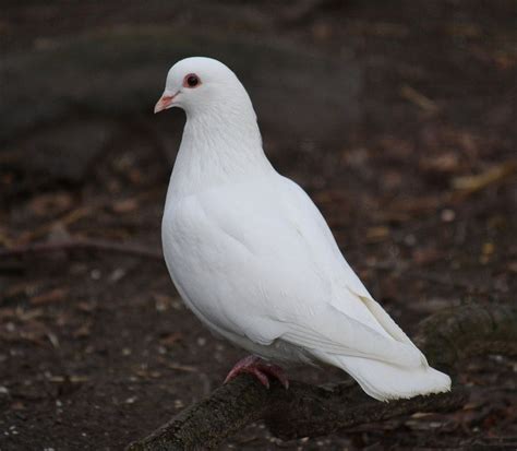 By Frank And Cary Stock White Pigeon Pigeon Bird White Doves White