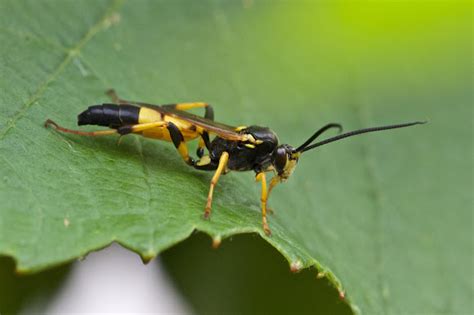 Ichneumon Wasp Project Noah