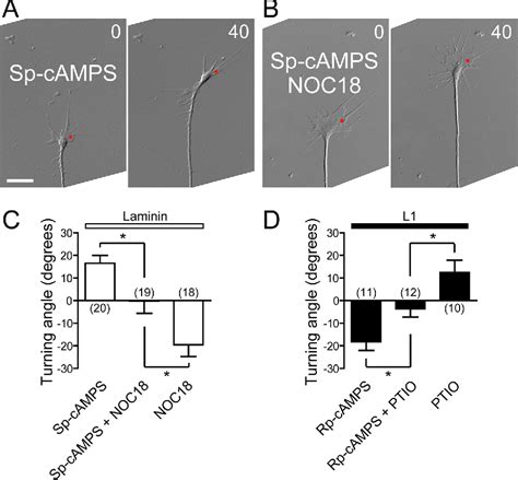 Figure 6 From The Nitric Oxidecgmp Pathway Controls The Directional