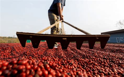 Secadores de café tudo que você precisa saber AgroPós