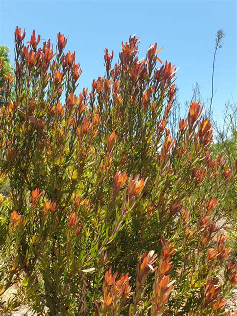 Leucadendron Safari Sunset – Muchea Tree Farm