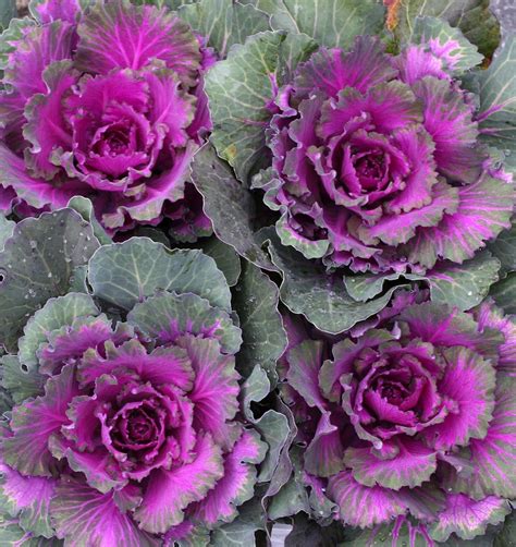 Ornamental Cabbage Kale Sloat Garden Center