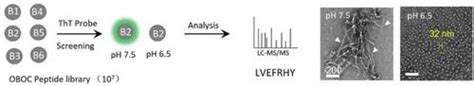 Ph依赖性β 折叠自组装肽的高通量筛选small X Mol