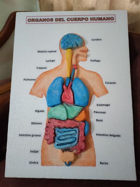 Rganos Del Cuerpo Humano Organos Del Cuerpo Humano Maqueta Del