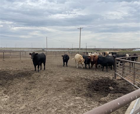 Feedlot Owner Says More Competition Is Good For Producers Brownfield