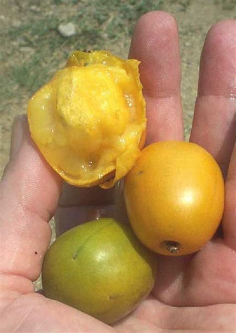 Seeds Taperiba Yellow Mombin Fruit Golden Hog Plum Tree Spondias Mombin