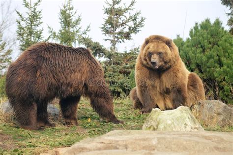 Oso De Grizzley Que Forrajea Para La Comida Imagen De Archivo Imagen