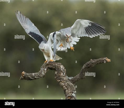 Food Pass Between Male And Female Black Winged Kites Elanus Caeruleus