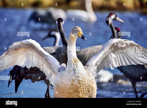 Whooper Swan Hi Res Stock Photography And Images Alamy