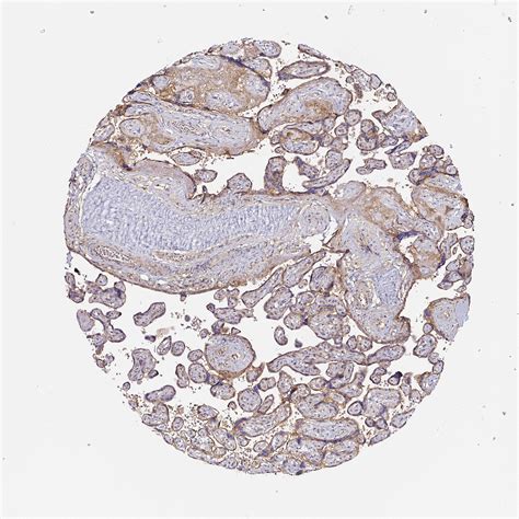 Tissue Expression Of Cd Staining In Placenta The Human Protein Atlas