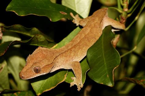 Eyelash Crested Gecko Full Grown Amphibian Plant Examples