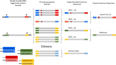 Schematic Representation Of Ds An Adaptor With A Unique Barcode Is