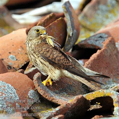 Κιρκινέζι Степовий боривітер Kleinrooivalk Küçük kerkenez בז אדום Falco