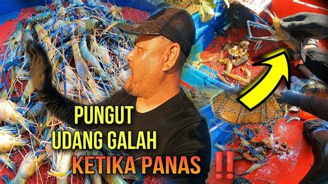 Pungut Udang Galah Dalam Kepanasan Youtube