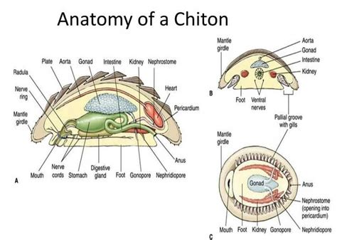 An Illustrated Guide To Understanding Stingray Anatomy