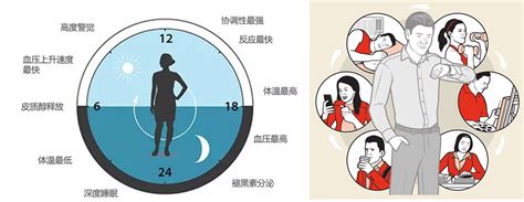 节律生物学获诺奖的警示现代生活方式正在打破人类昼夜节律