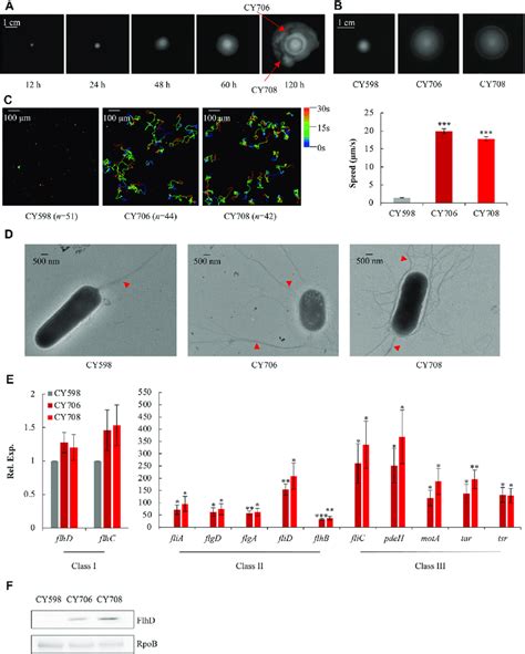 Isolation And Characterization Of Hypermotile Mutants Evolved From