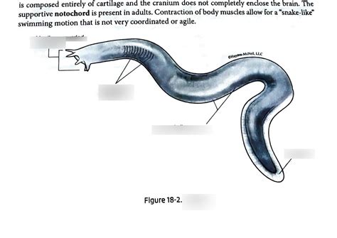 Hagfish Identification Diagram Quizlet