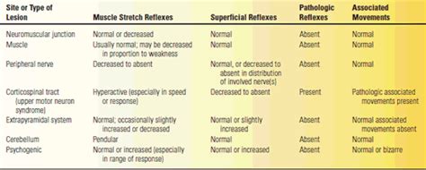 The Deep Tendon or Muscle Stretch Reflexes | Neupsy Key