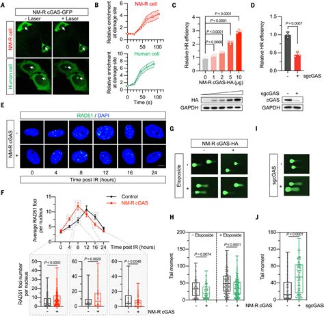 A CGAS Mediated Mechanism In Naked Mole Rats Potentiates DNA Repair And