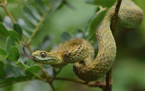 Atheris Hispida Colors