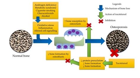 Terazosin For Osteoporosis Is It A Viable Treatment Option Marley